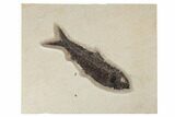 Fossil Fish (Knightia) - Green River Formation #189286-1